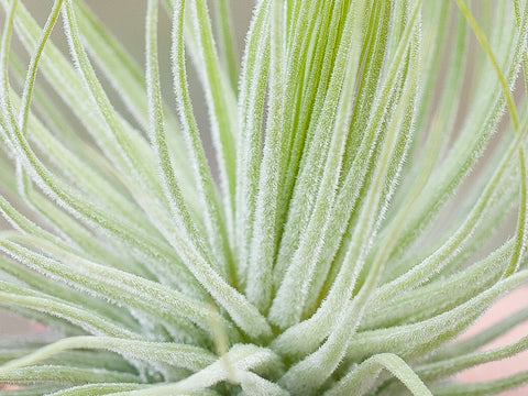 Tillandsia magnusiana air plant close up 
