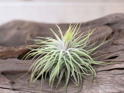 Tillandsia magnusiana air plant 