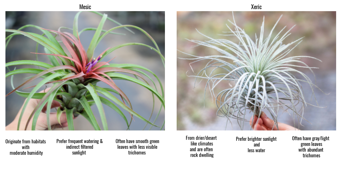 Tillandsia air plants mesic vs xeric 