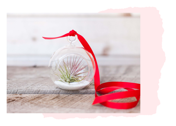 mini tillandsia air plant terrarium 