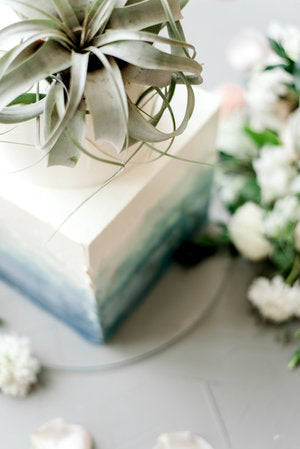 air plant wedding cake