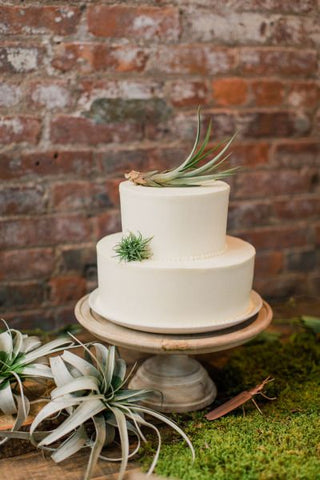 air plant wedding cake