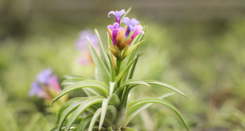 Tillandsia neglecta air plant in bloom with delicate purple flowers