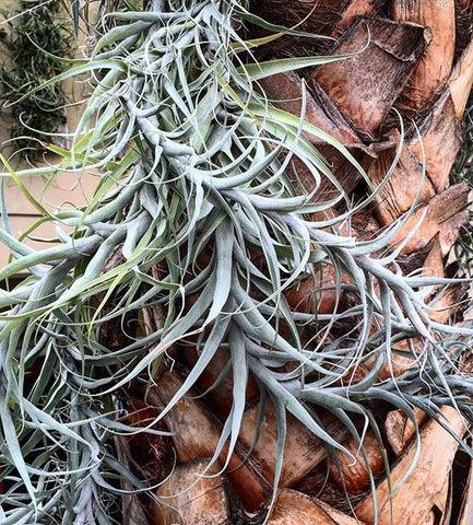 Tillandsia air plants growing on tree at NYBG