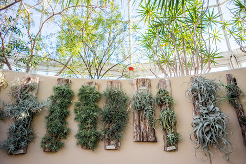 New York Botanical Garden air plant wall 