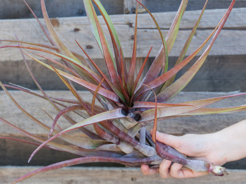 Tillandsia novakii air plant 