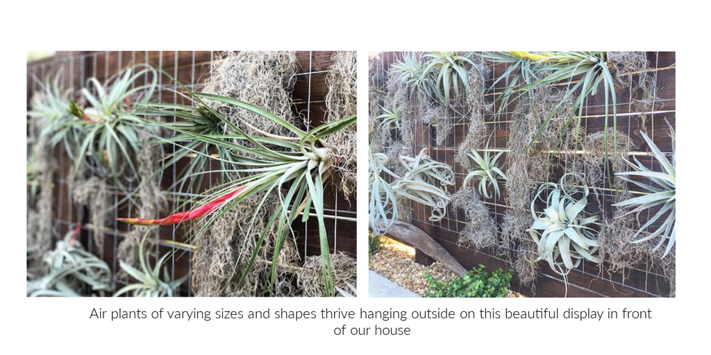 tillandsia air plant outdoor display 