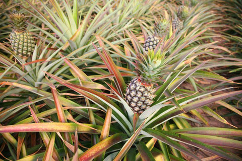 Bromeliad pineapple plants