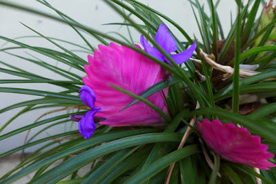 Tillandsia pink quill Bromeliad
