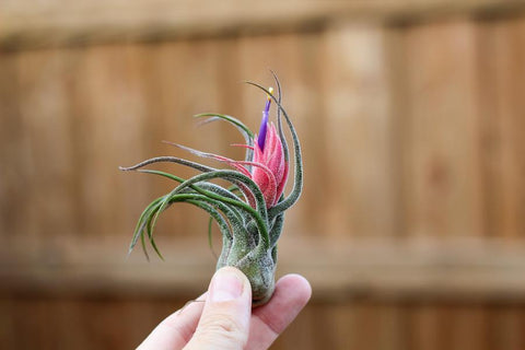 Tillandsia pruinosa air plant in bloom 