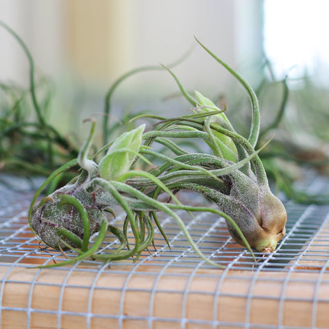 Tillandsia pruinosa air plant 