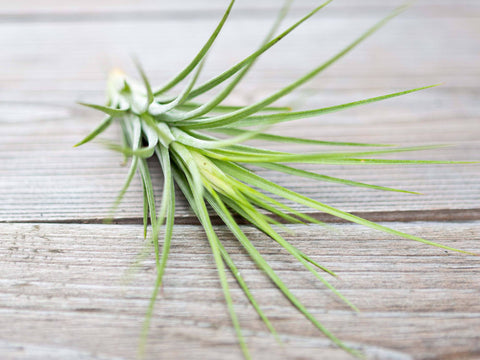 Tillandsia rectifolia air plant 