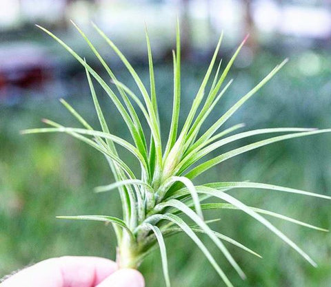 Tillandsia rectifolia air plant 