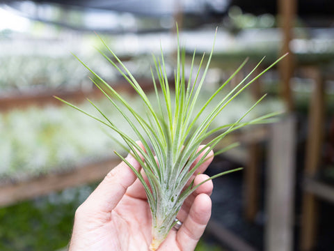 Tillandsia rectifolia air plant 