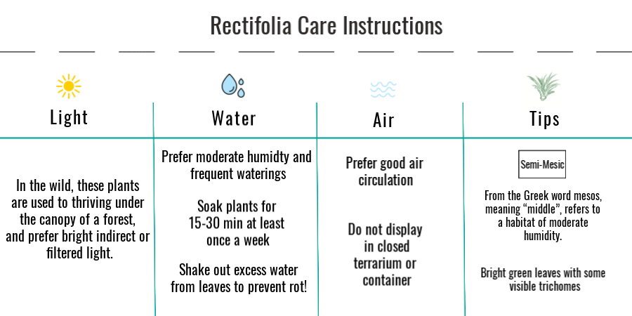Tillandsia rectifolia care instructions 