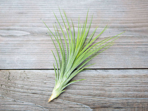 Tillandsia rectifolia air plant 