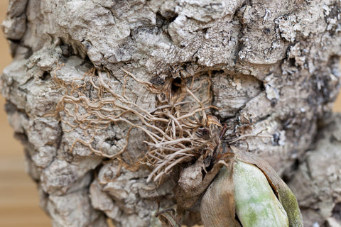 Tillandsia caput medusae air plant roots 