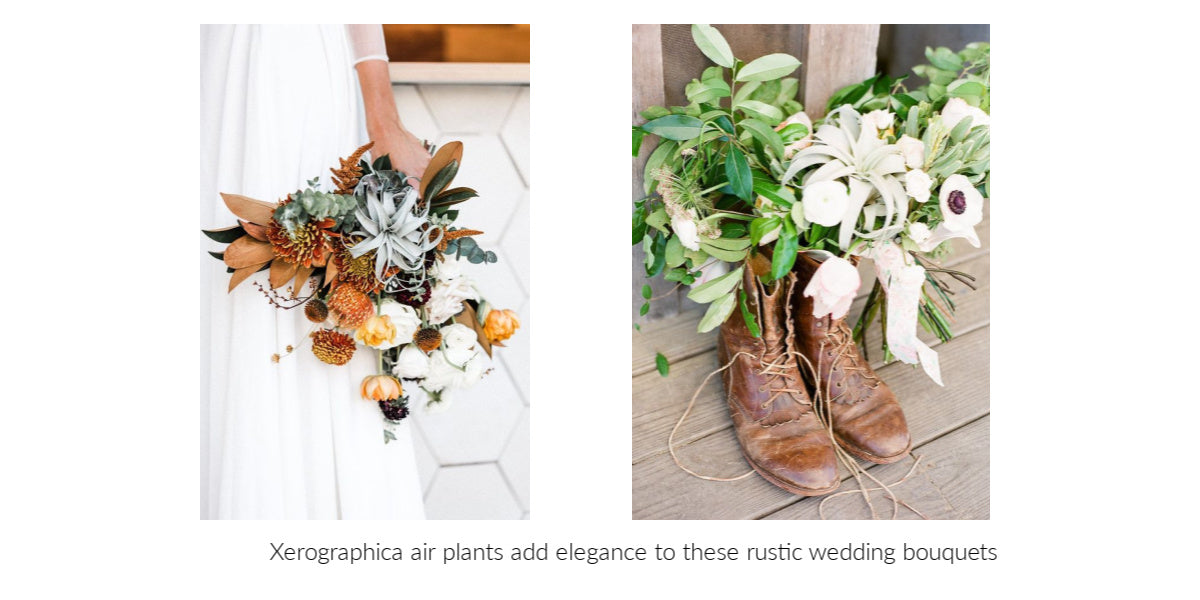rustic air plant wedding bouquets 