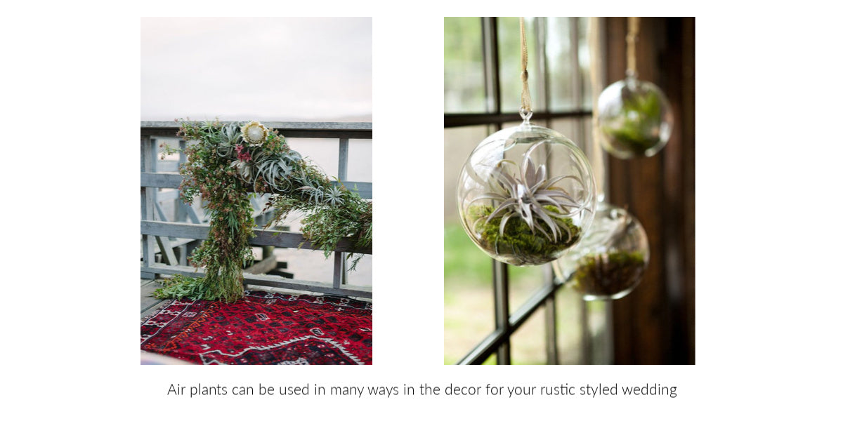 Tillandsia air plant rustic wedding decor 