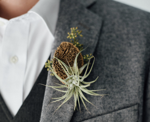 rustic air plant boutonniere