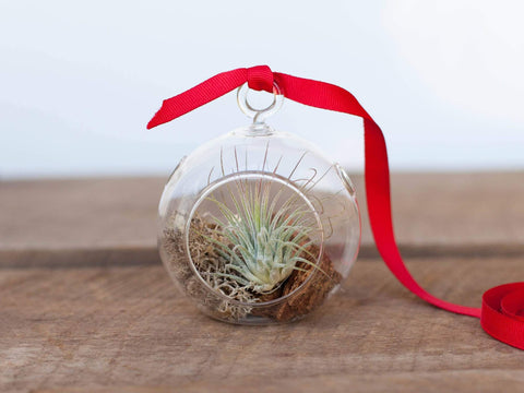 Rustic Tillandsia air plant terrarium 