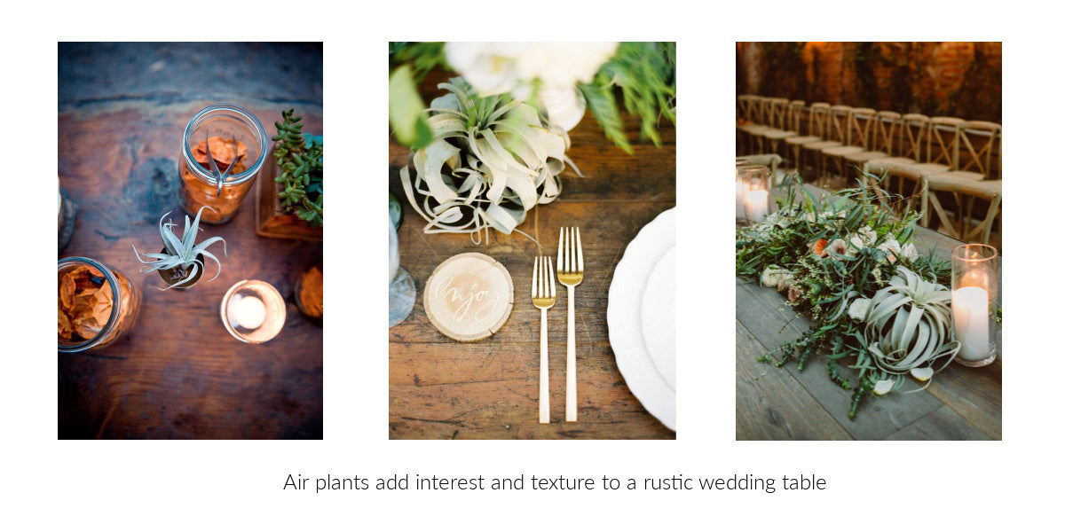 rustic wedding air plant decor 