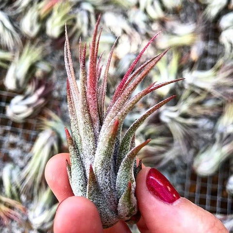 Blushing Tillandsia Ionantha Scaposa Air Plant