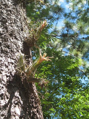 Tillandsia seleriana air plant growing in the wild on a tree