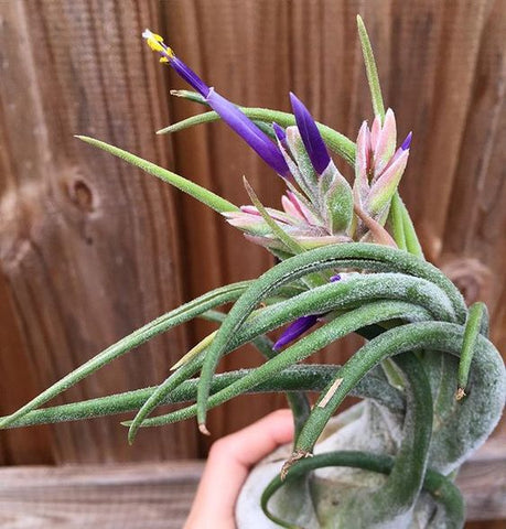 Tillandsia seleriana air plant in bloom 