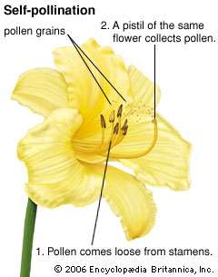 self pollination graphic 