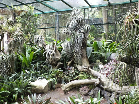 Singapore botanical garden tillandsia 