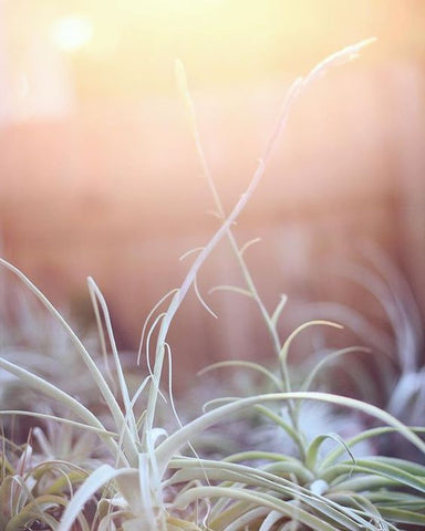 Tillandsia straminea air plant 