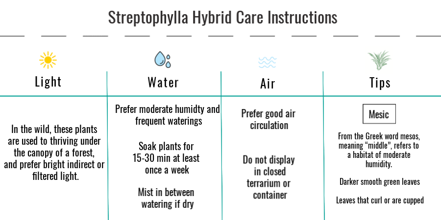 Tillandsia streptophylla hybrid air plant care instructions