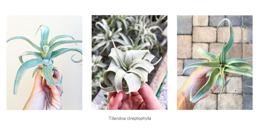 Tillandsia streptophylla air plant 