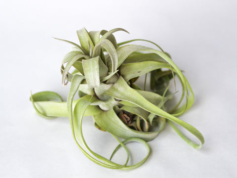 Tillandsia streptophylla air plant 