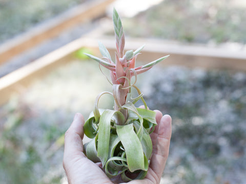 Tillandsia streptophylla air plant 