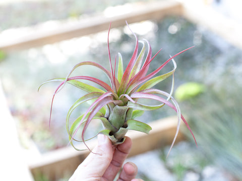 Tillandsia streptophylla hybrid air plant 