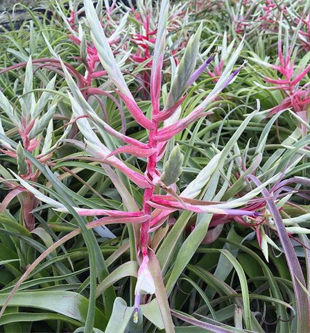 Tillandsia streptophylla air plant spike 