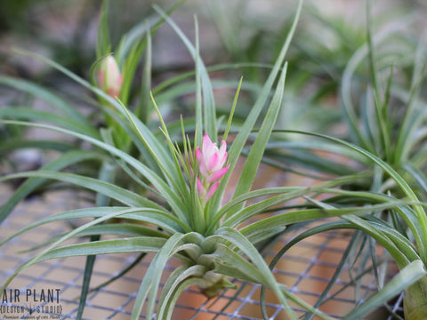 tillandsia stricta air plant 