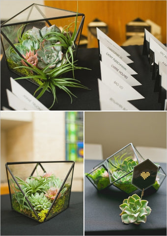 Tillandsia Air Plants Terrarium Table Setting