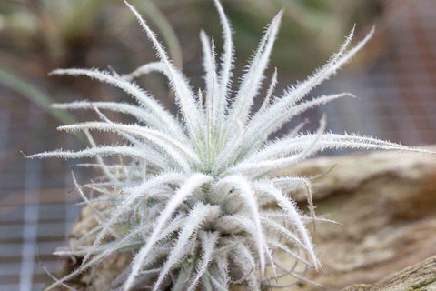 Tillandsia tectorum ecudaor air plant 