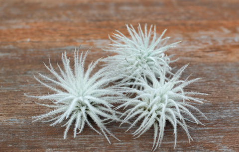 Tillandsia tectorum ecuador air plant 