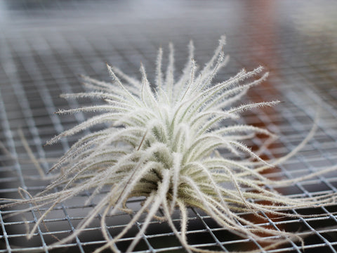 Tillandsia tectorum ecuador air plant 