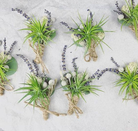 Tillandsia tenuifolia boutonnieres