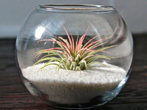 T. ionantha guatemala 