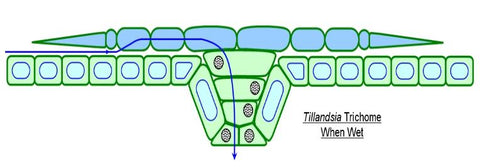 tillandsia air plant trichome diagram 