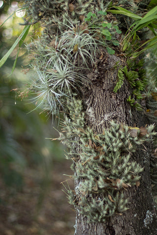 Tillandsia air plants growing on tree as epiphytes 