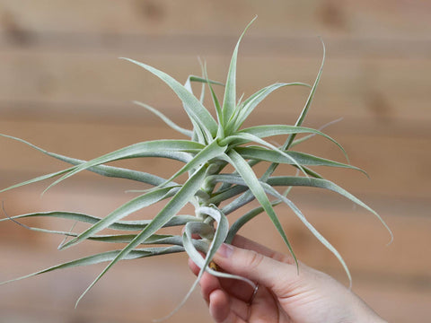 Tillandsia cacticola air plant 