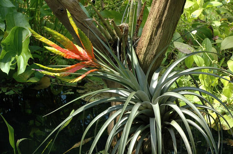 Tillandsia fasciculata air plant 