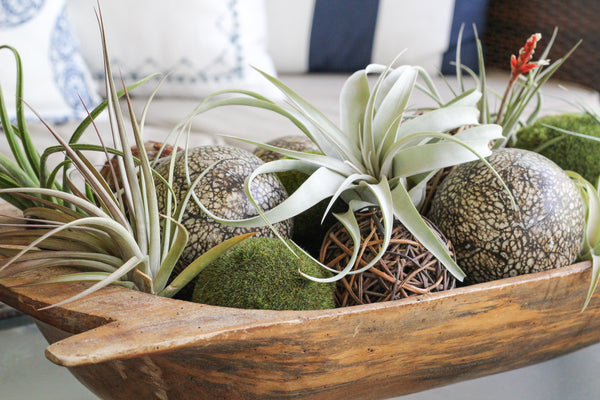 Air Plants displayed on a patio